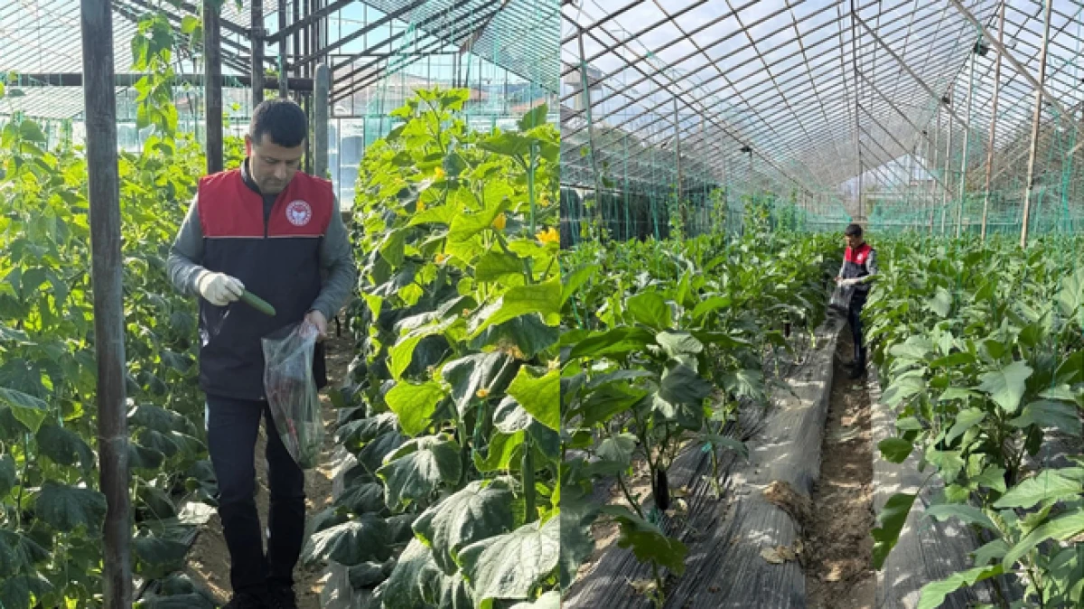 Manavgat'ta seralarda hasat &ouml;ncesi pestisit denetimi  