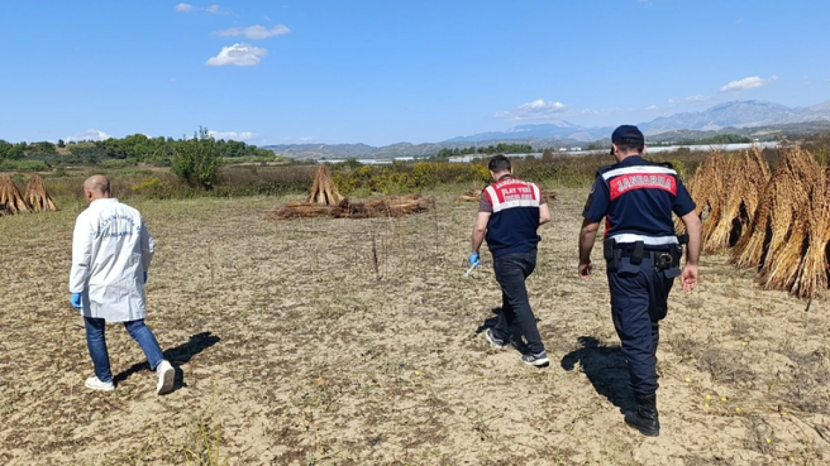Manavgat'ta tarlada kurutulan 100 kilogram altın susam çalındı 