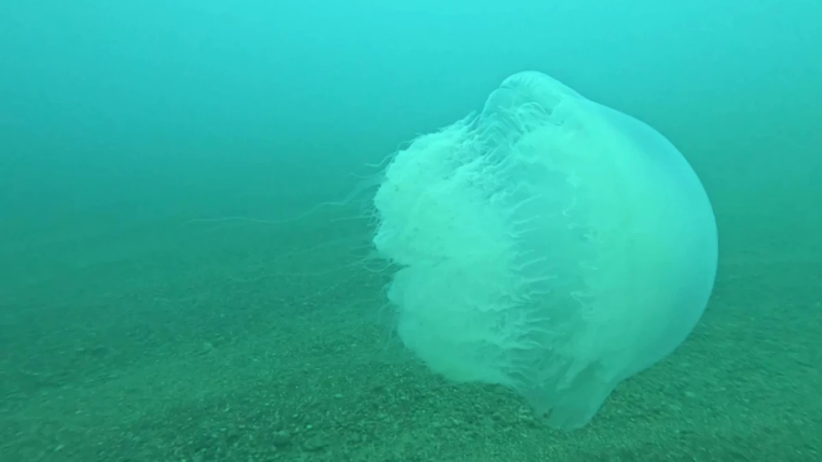 Poyraz, Akdeniz'deki en b&uuml;y&uuml;k denizanası t&uuml;r&uuml;n&uuml; Antalya K&ouml;rfezi'ne soktu  