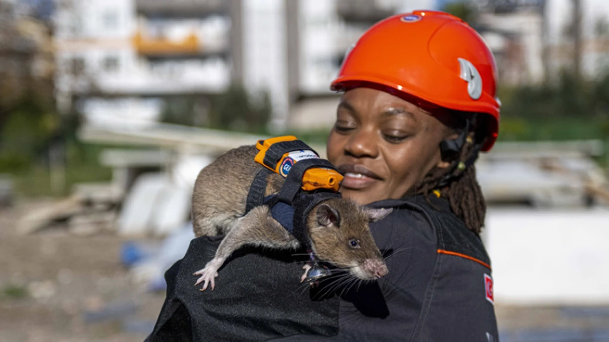 Sırt &ccedil;antalı 'Kahraman fareler' Antalya&rsquo;da g&ouml;revde