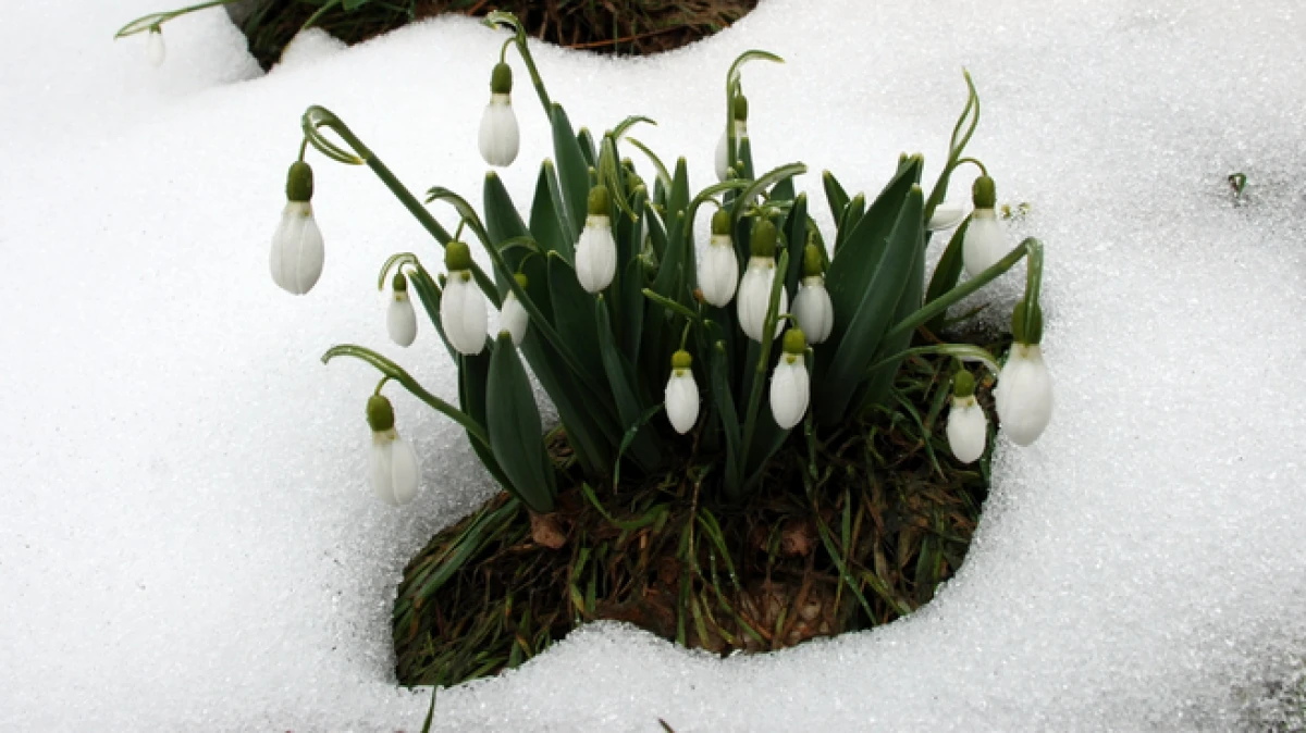 Toros kardeleni i&ccedil;in kontroll&uuml; &uuml;retim ve ihracat modeli s&uuml;rd&uuml;r&uuml;l&uuml;yor 