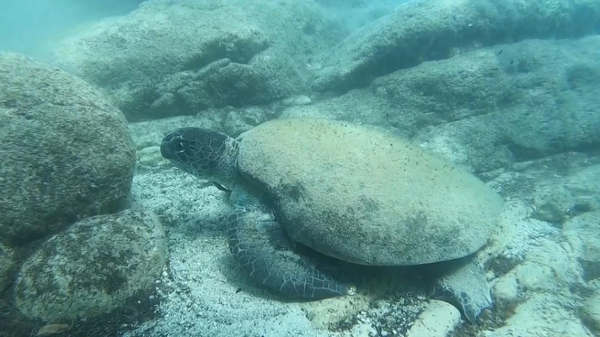 Uzman isim Antalya’da caretta caretta ısırma vakalarını açıkladı